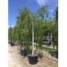 BETULA verrucosa YOUNGII (Bouleau pleureur) En pot forme tige hauteur du tronc 180-200 cm