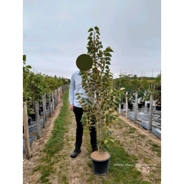 TILIA henryana (Tilleul de Henry) En pot de 15-20 litres forme baliveau hauteur 150-200 cm