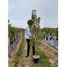 TILIA henryana (Tilleul de Henry) En pot de 15-20 litres forme baliveau hauteur 150-200 cm