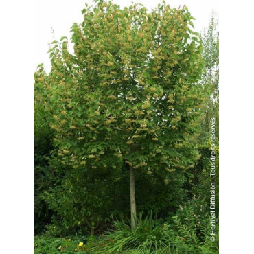 TILIA henryana (Tilleul de Henry)