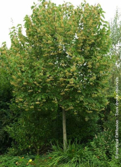 TILIA henryana