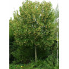 TILIA henryana (Tilleul de Henry)