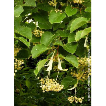 TILIA henryana (Tilleul de Henry)