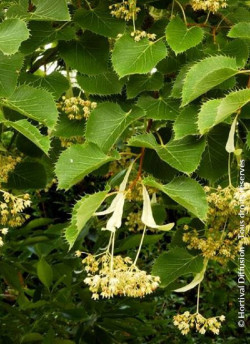 TILIA henryana