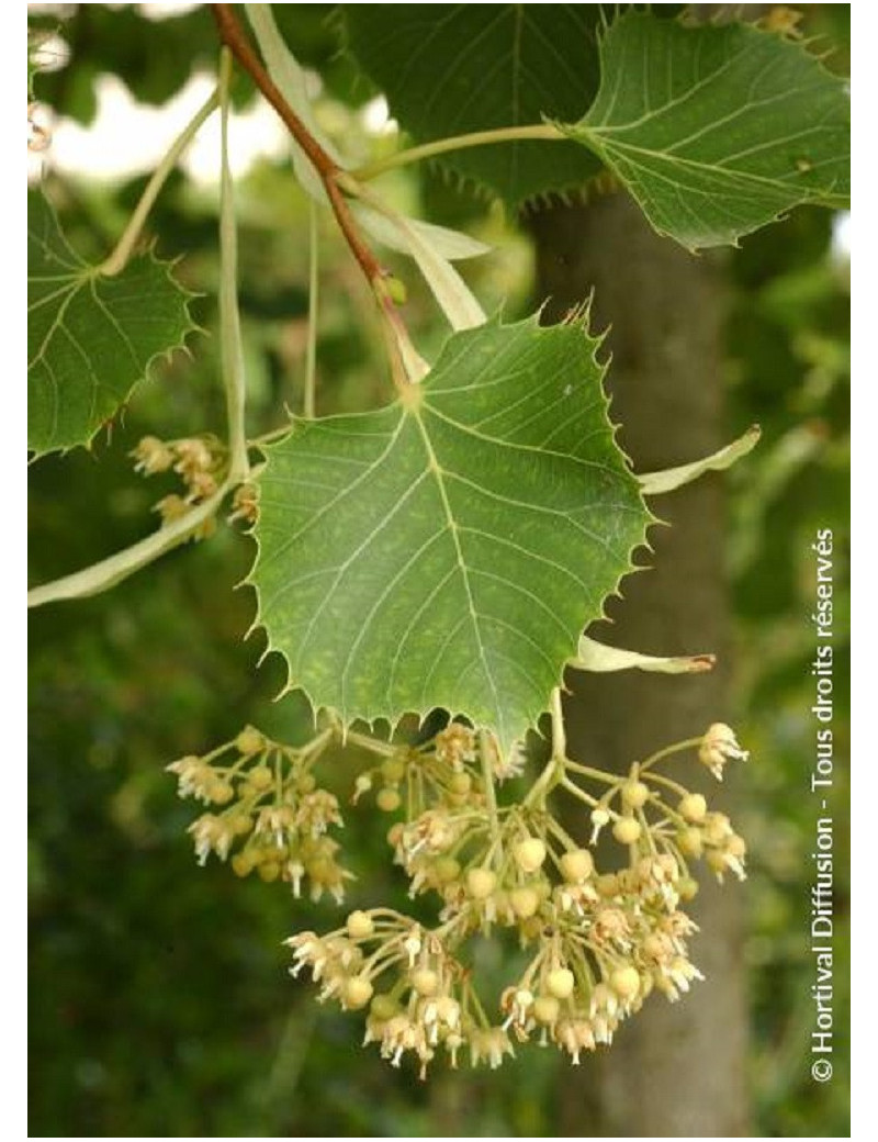 TILIA henryana (Tilleul de Henry)