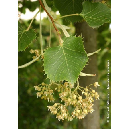 TILIA henryana (Tilleul de Henry)