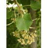 TILIA henryana (Tilleul de Henry)