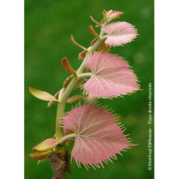 TILIA henryana (Tilleul de Henry)