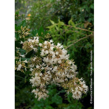 ABELIA chinensis (Abélia de Chine)