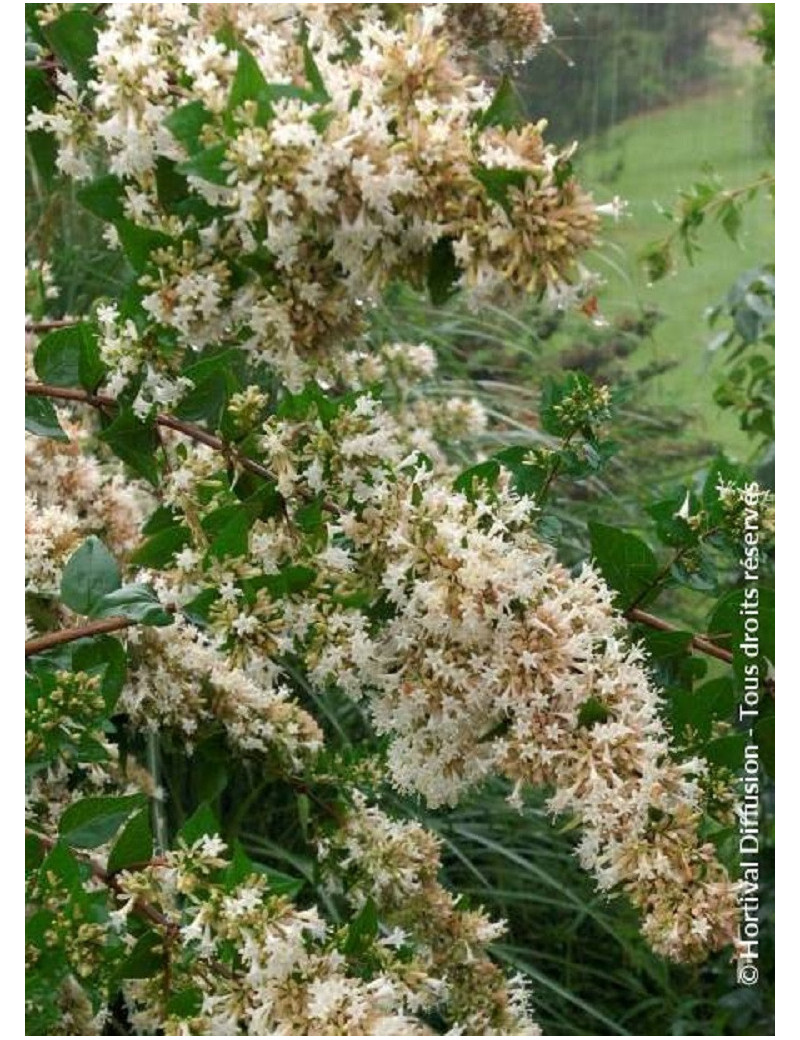 ABELIA chinensis (Abélia de Chine)