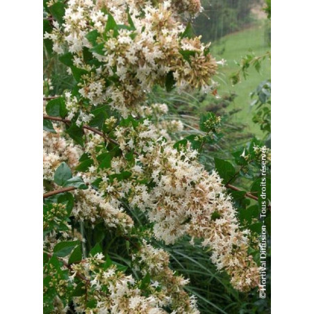 ABELIA chinensis (Abélia de Chine)