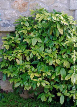 aucuba-du-japon-aucuba-japonica-1.jpg