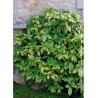 AUCUBA japonica