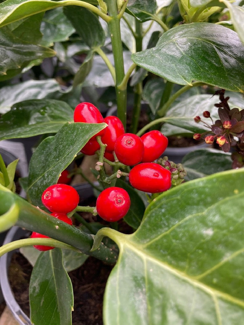 aucuba-du-japon-aucuba-japonica.jpg