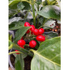 AUCUBA japonica