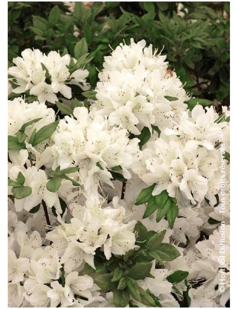 AZALEA japonica SCHNEEWITTCHEN (Azalée japonaise)