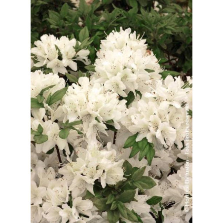 AZALEA japonica SCHNEEWITTCHEN (Azalée japonaise)