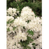 AZALEA japonica SCHNEEWITTCHEN (Azalée japonaise)