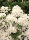 azalee-du-japon-schneewittchen-azalea-japonica-schneewittchen.jpg