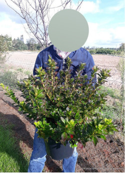 AZALEA japonica SCHNEEWITTCHEN En pot de 7-10 litres buisson diamètre 040-050 cm