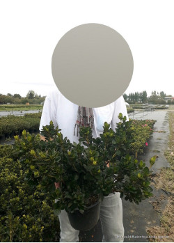 AZALEA japonica En pot de 10-12 litres buisson diamètre 040-050 cm