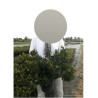 AZALEA japonica SCHNEEWITTCHEN En pot de 10-12 litres