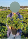 azalee-du-japon-schneewittchen-azalea-japonica-schneewittchen-1.jpg