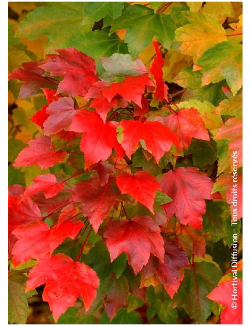 ACER rubrum FAIRVIEW FLAME (Érable rouge)