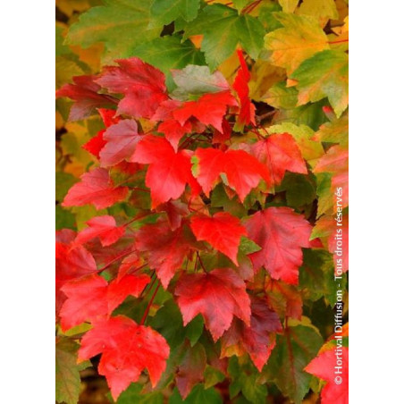 ACER rubrum FAIRVIEW FLAME (Érable rouge)