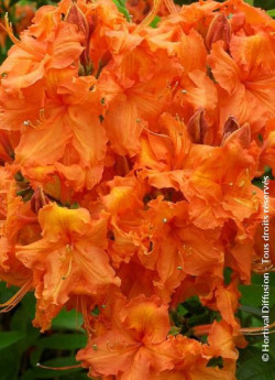 azalee-caduque-gibraltar-azalea-mollis-gibraltar-1.jpg