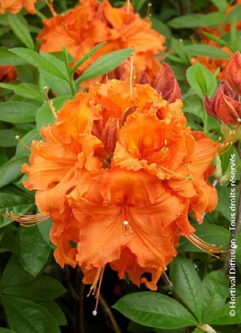 azalee-caduque-gibraltar-azalea-mollis-gibraltar.jpg