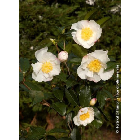 CAMELLIA sasanqua BLANC (Camélia d'automne)