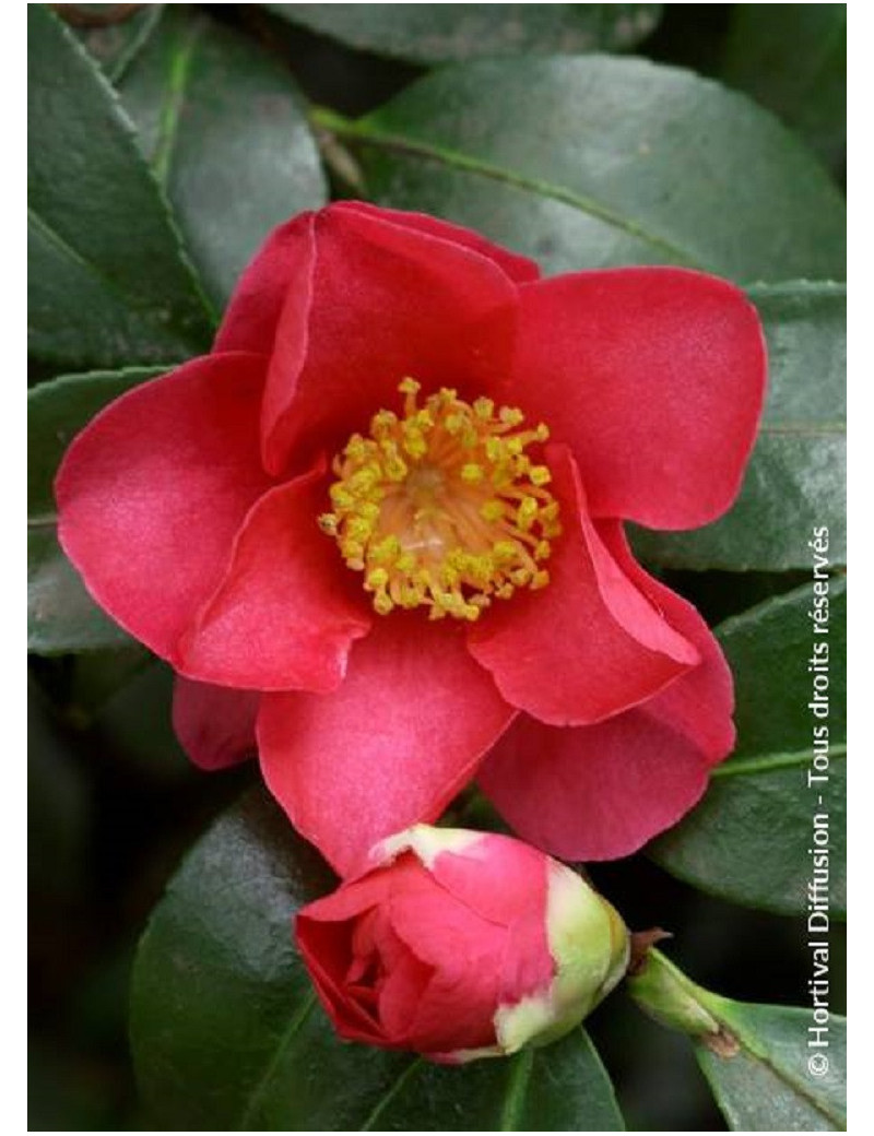 CAMELLIA sasanqua ROUGE (Camélia d'automne)