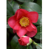 CAMELLIA sasanqua ROUGE (Camélia d'automne)