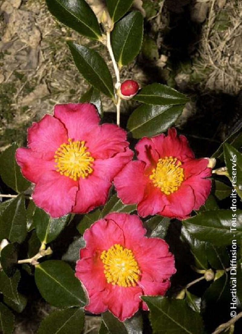 CAMELLIA sasanqua (Camélia d'automne) — free download