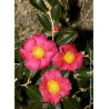 CAMELLIA sasanqua ROUGE (Camélia d'automne)