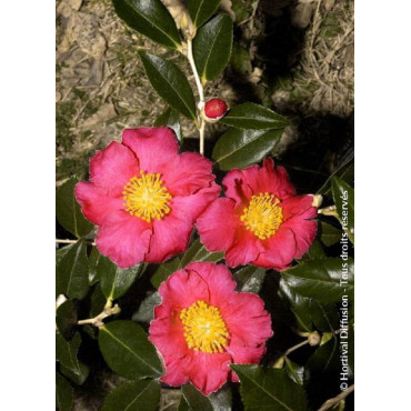 CAMELLIA sasanqua ROUGE (Camélia d'automne)