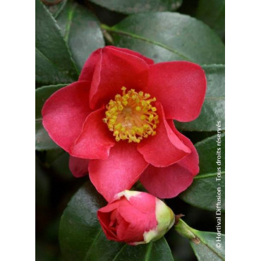 CAMELLIA sasanqua ROUGE (Camélia d'automne)