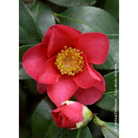 CAMELLIA sasanqua ROUGE (Camélia d'automne)