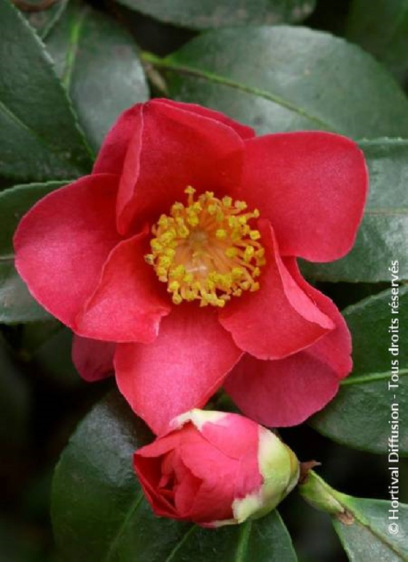 CAMELLIA sasanqua ROUGE