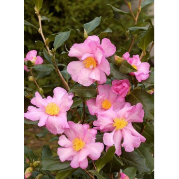 CAMELLIA sasanqua ROSE (Camélia d'automne)