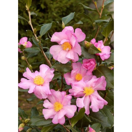 CAMELLIA sasanqua ROSE (Camélia d'automne)