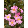 CAMELLIA sasanqua ROSE (Camélia d'automne)