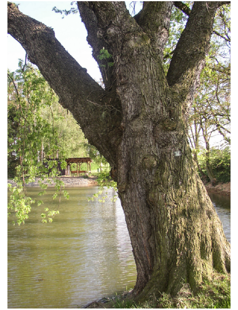 ACER saccharinum (Érable argenté)