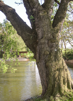 erable-argente-acer-saccharinum-5.jpg