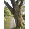 ACER saccharinum (Érable argenté)