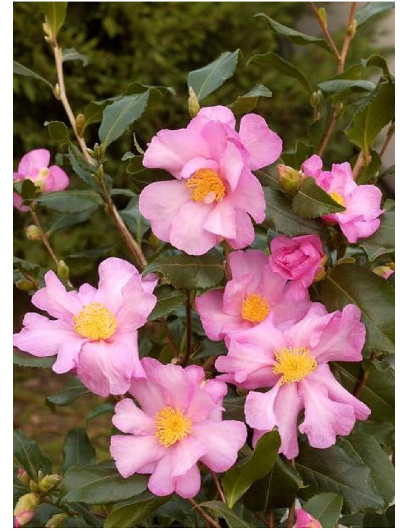CAMELLIA sasanqua ROSE (Camélia d'automne) CAMELLIA sasanqua ROSE (Camélia d'automne)