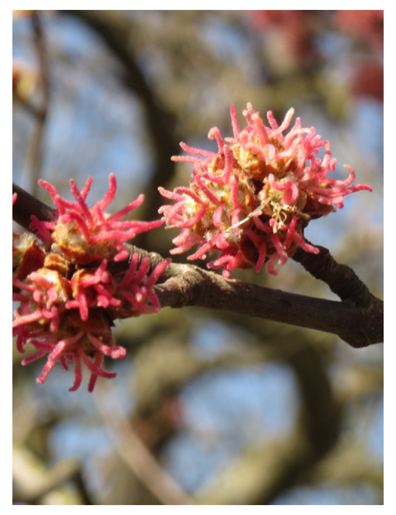 ACER saccharinum (Érable argenté)