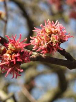 erable-argente-acer-saccharinum-3.jpg