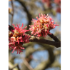 ACER saccharinum
